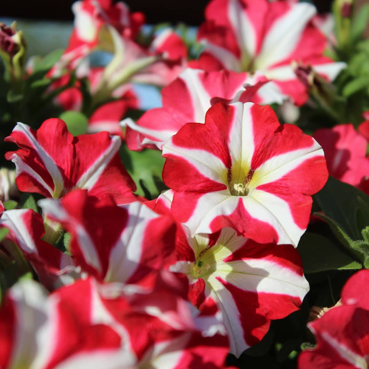 Petunia Confetti Tango Red Star Seeds for Planting flower bed