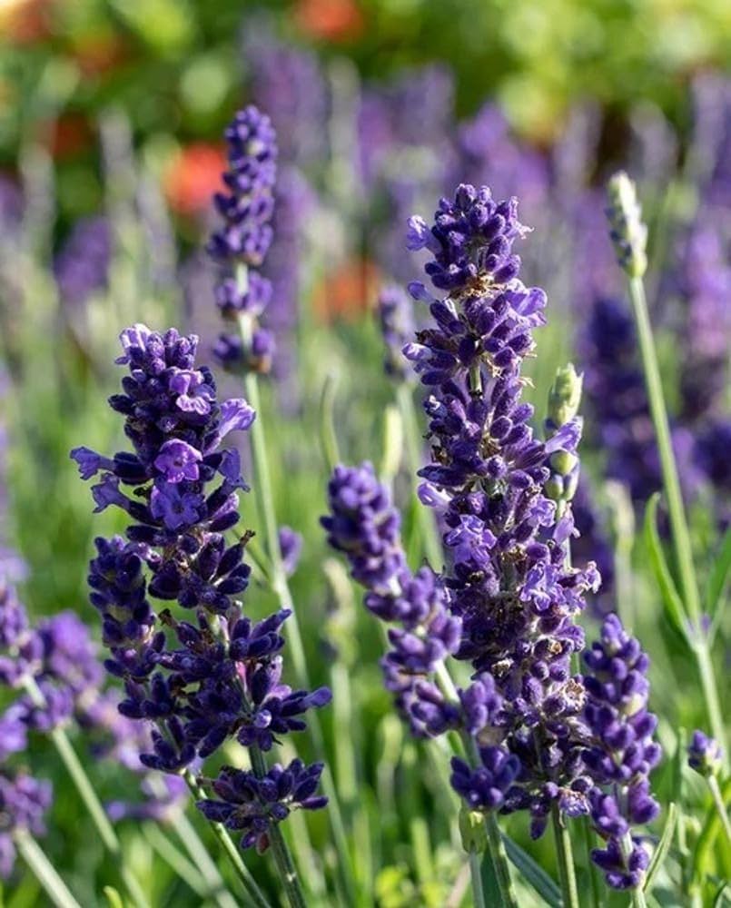 Violet Lavender Flower seeds for Planting - Bright Blooms, Heirloom & GMO Free Seeds for Home Garden