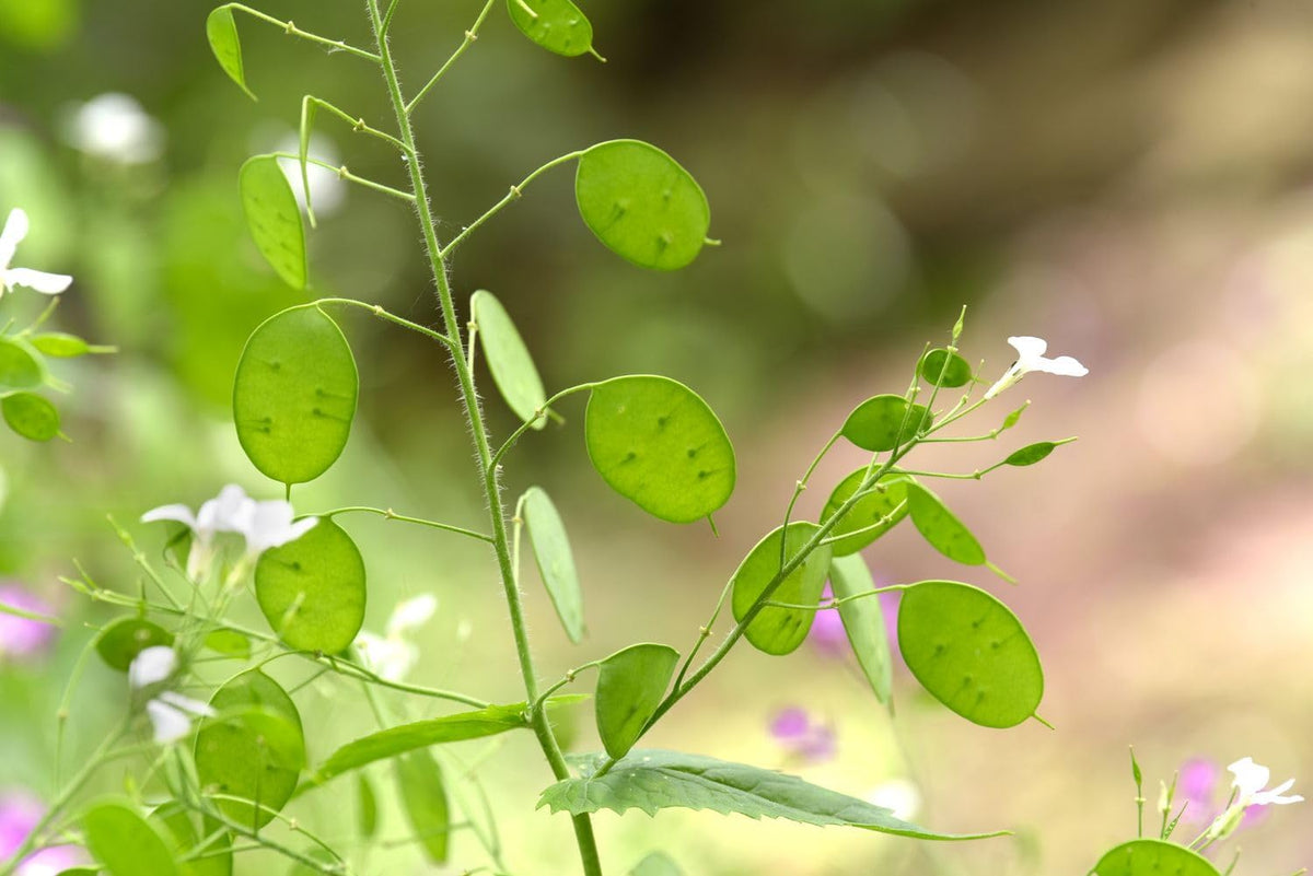 Lunaria Flower seeds blooming in flower beds, containers, borders, and pollinator-friendly gardens