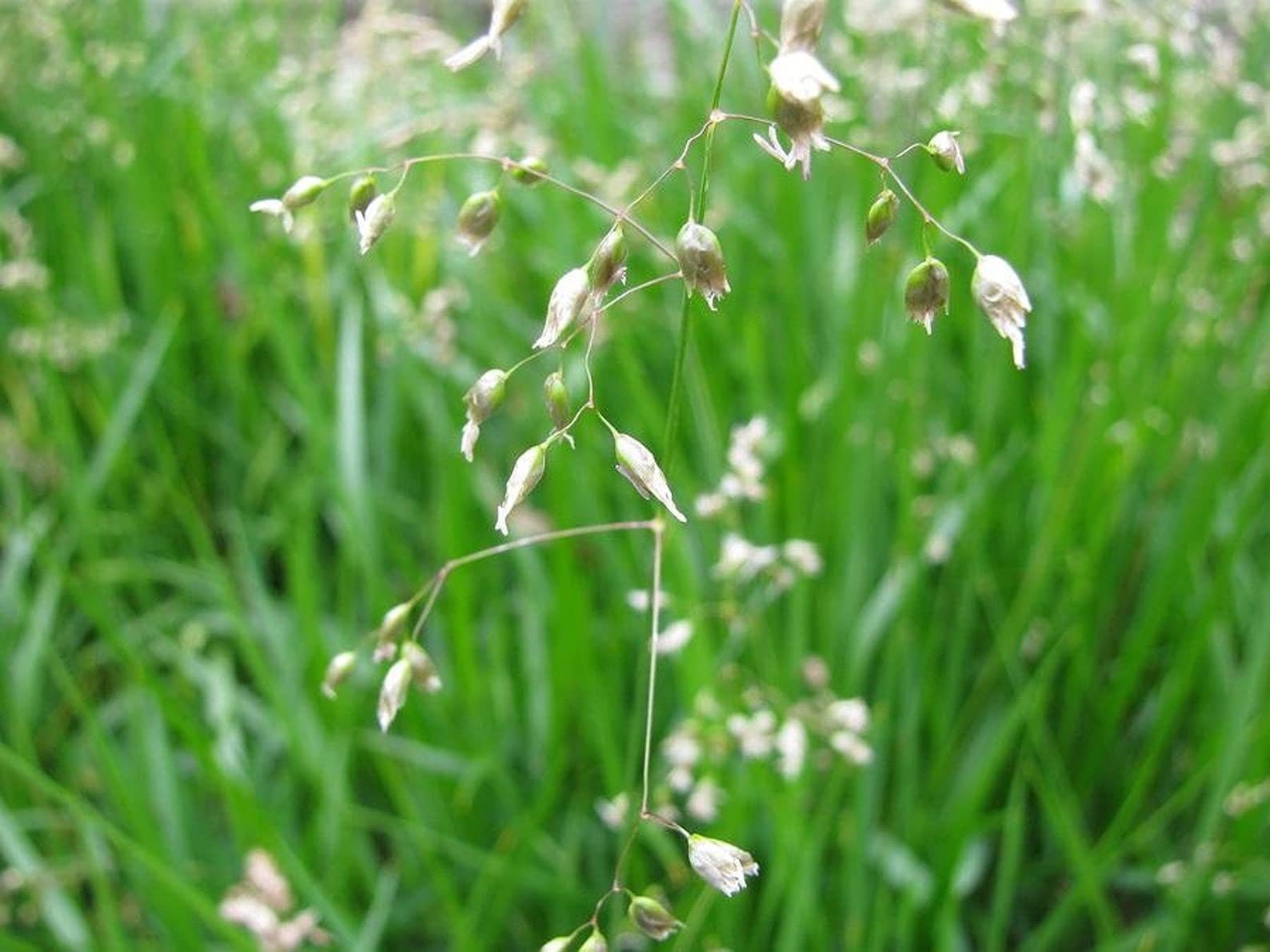 Hierochloe Odorata Grass Seeds for Planting Hierochloe odorata for herb gardens and native plant gardens