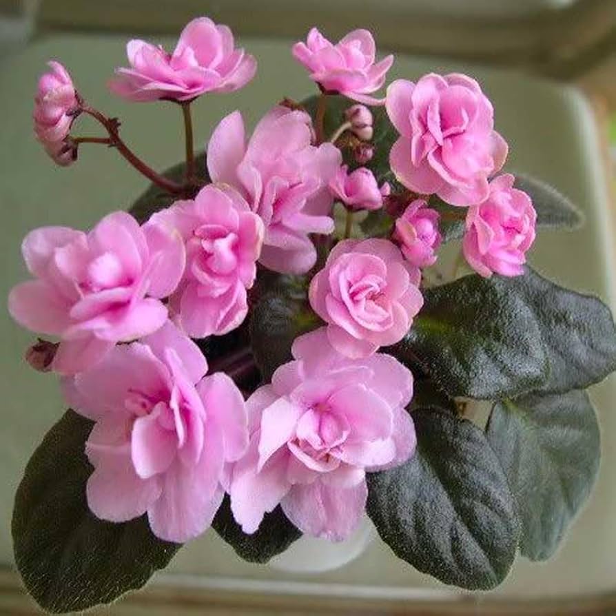 African Violet Flower Seeds Light Pink Flower seeds for Planting - Colorful Display, Heirloom & GMO Free Seeds for Home Garden
Sale for planting in home garden.