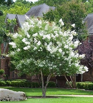 Pink Crape Myrtle Flower seeds blooming in flower beds, containers, borders, and pollinator-friendly gardens