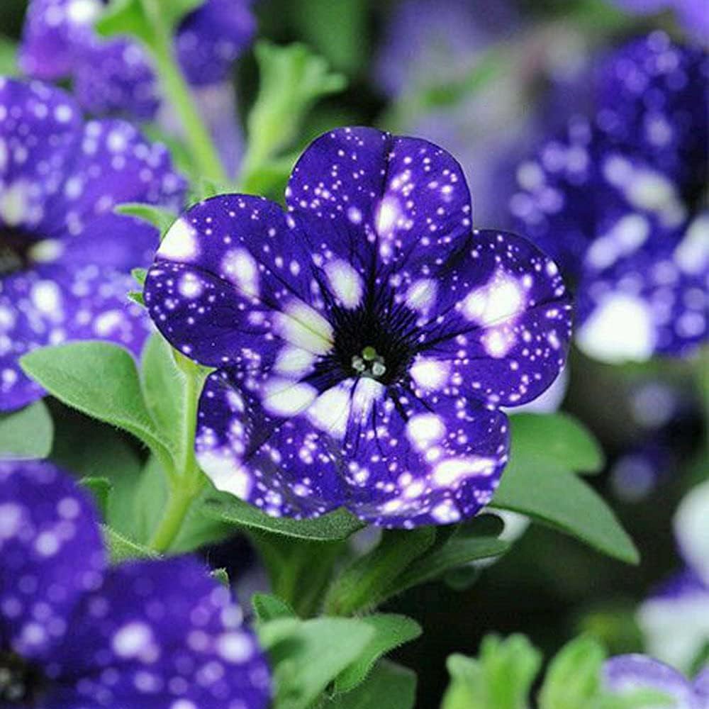 Blue & White Petunia Flower seeds for Planting - Premium Quality, Heirloom & GMO Free Seeds for Home Garden
Sale for planting in home garden.