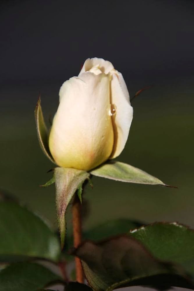 Cream Dragon Rose Flower seeds blooming in flower beds, containers, borders, and pollinator-friendly gardens