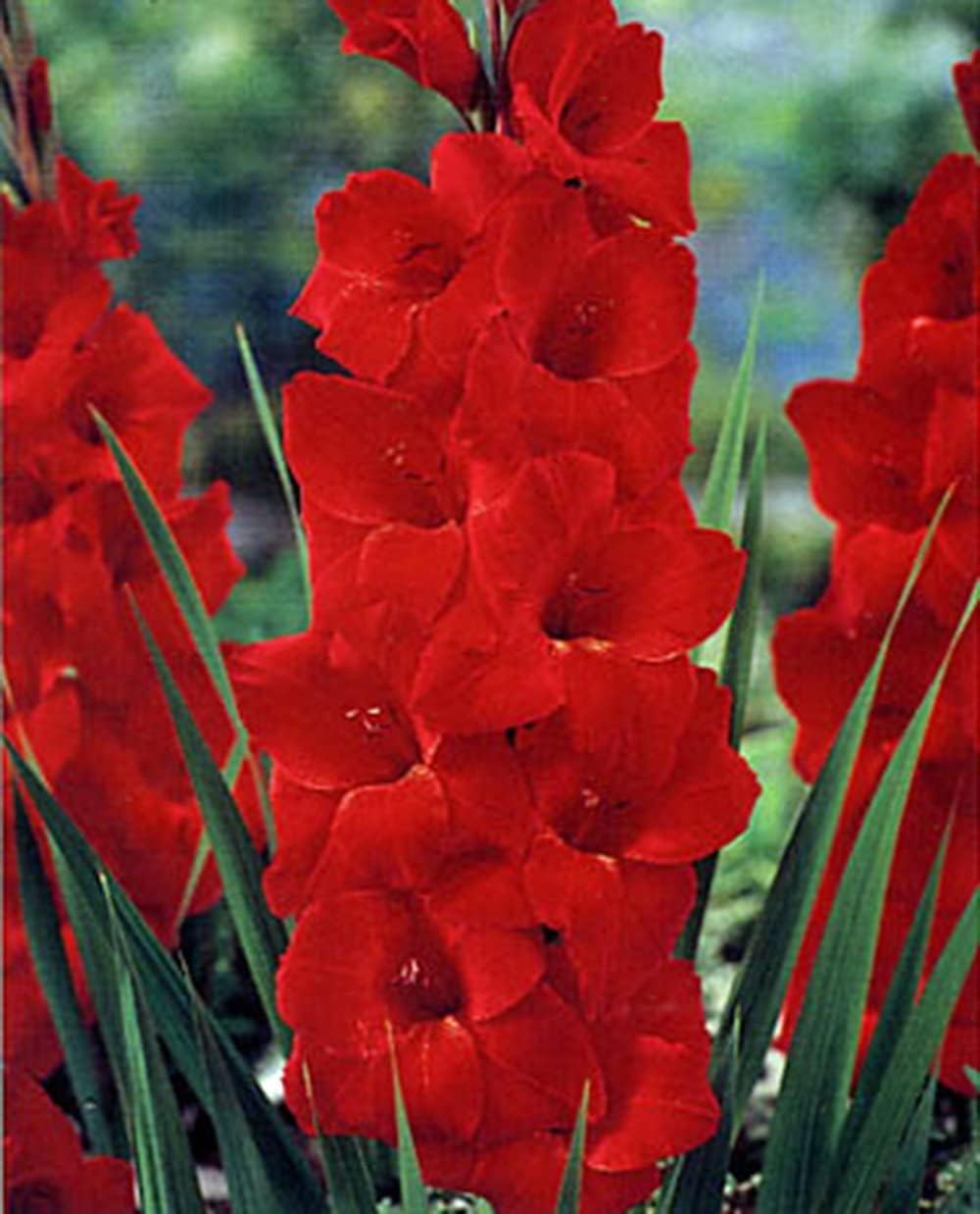 White Matthiola Flower Seeds – Sun Loving Heirloom & NonGMO for Home Garden
Sale for planting in home garden