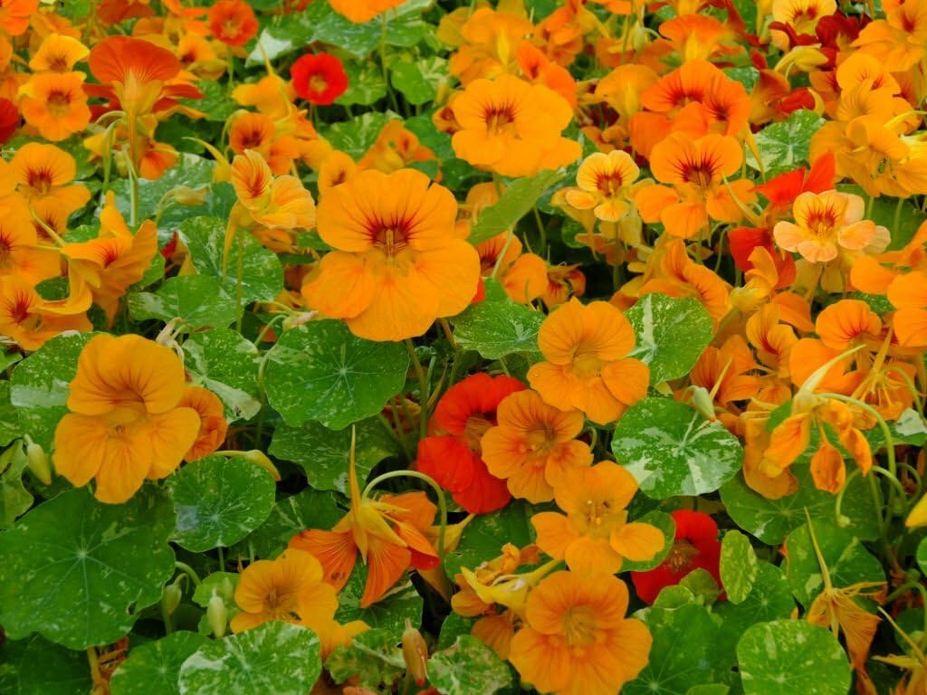 Nasturtium Seeds for Planting Tropaeolum majus for flower beds and vegetable patches - Evergrowseeds