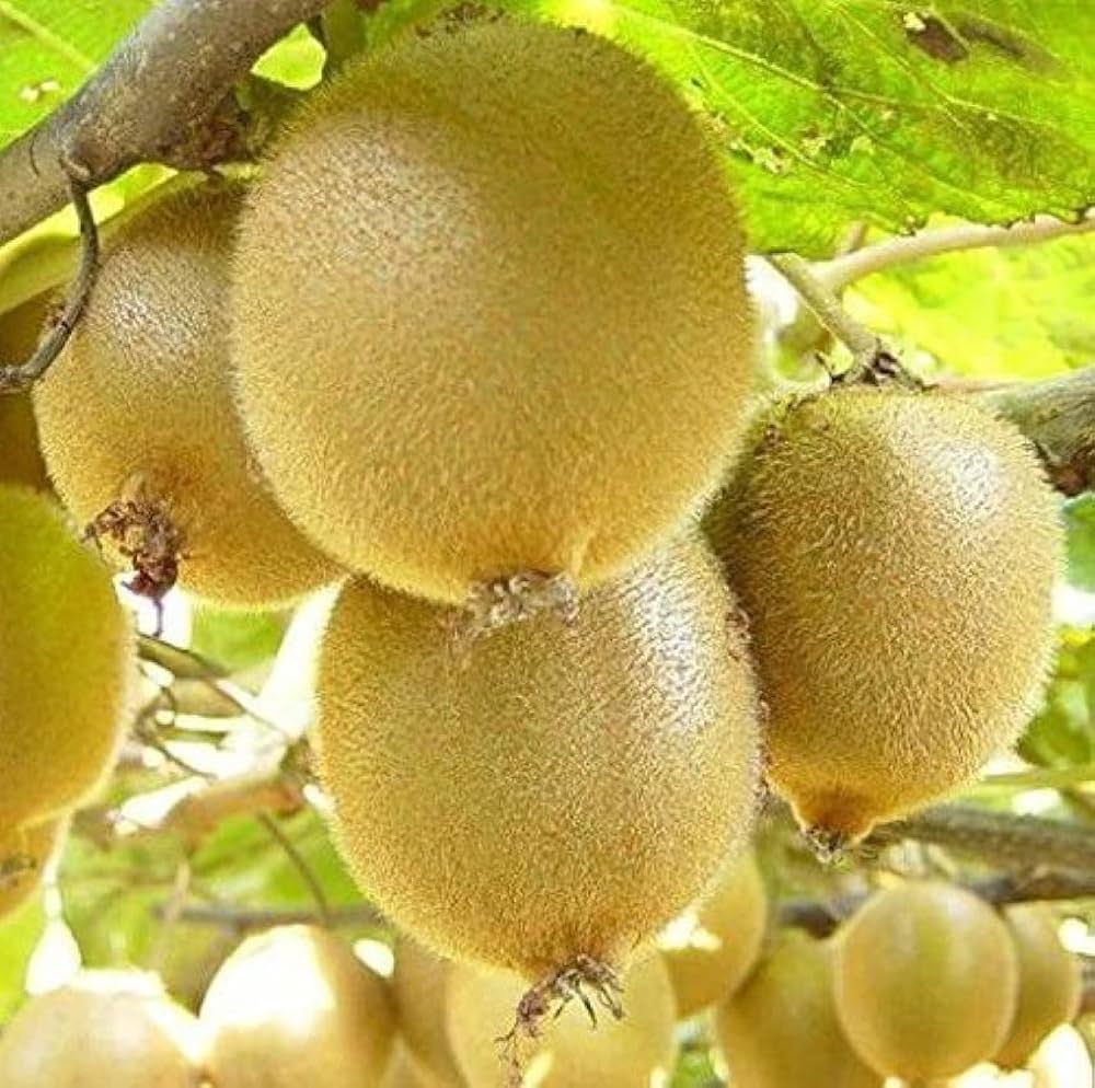 Yellow Kiwi Fruit Seeds Planting Guide