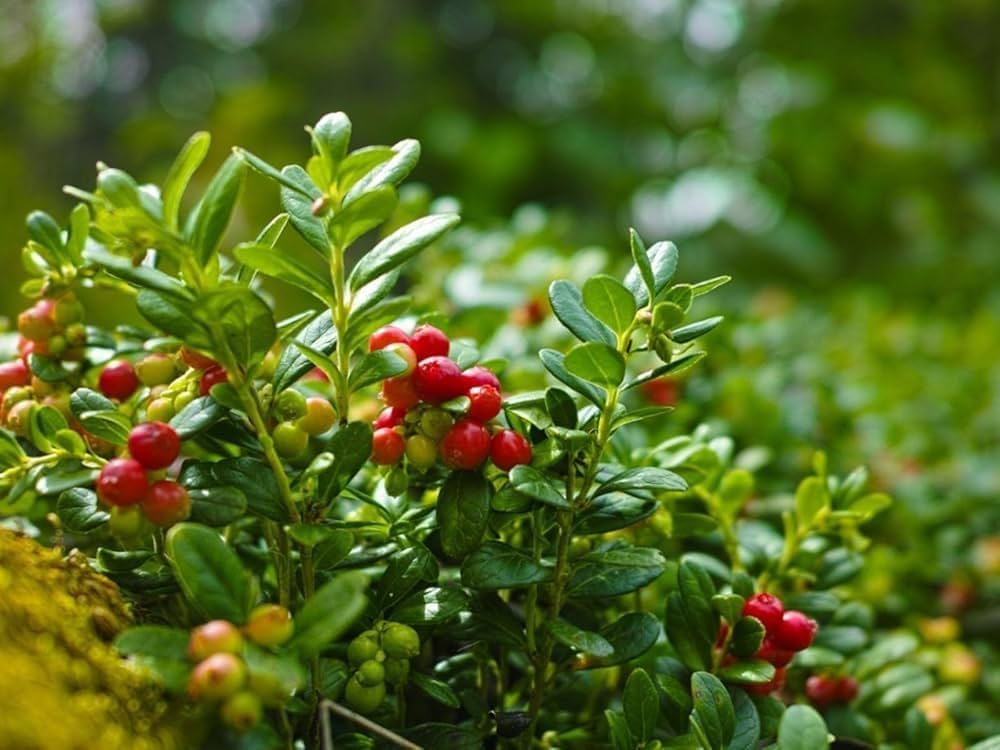 Arenado Rojo Fruit Seeds Planting Guide