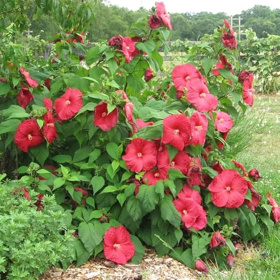 Dinner Plate Hibiscus Hibiscus rosa-sinensis for planting in flower bed