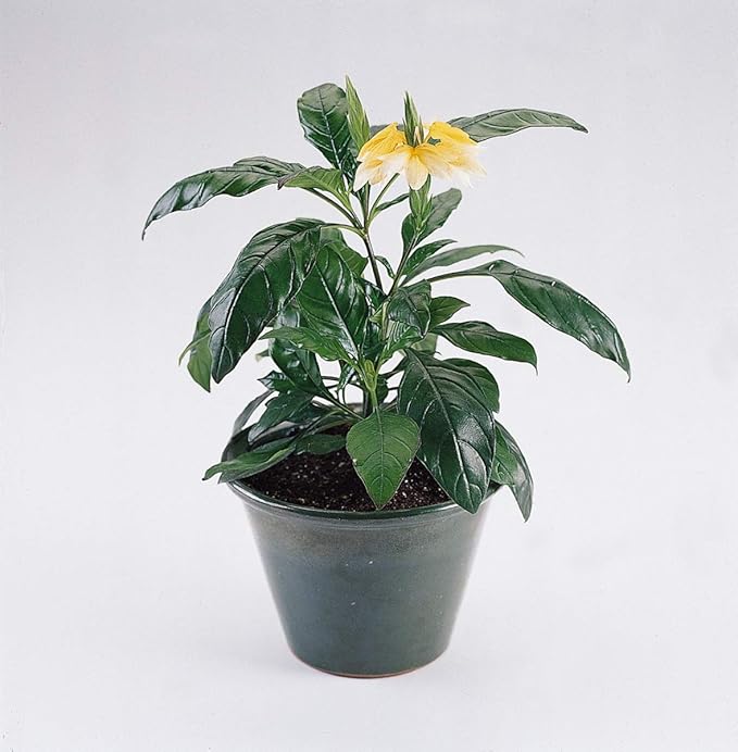 Crossandra Seeds - Yellow Splash - Firecracker Flower - Very Rare L