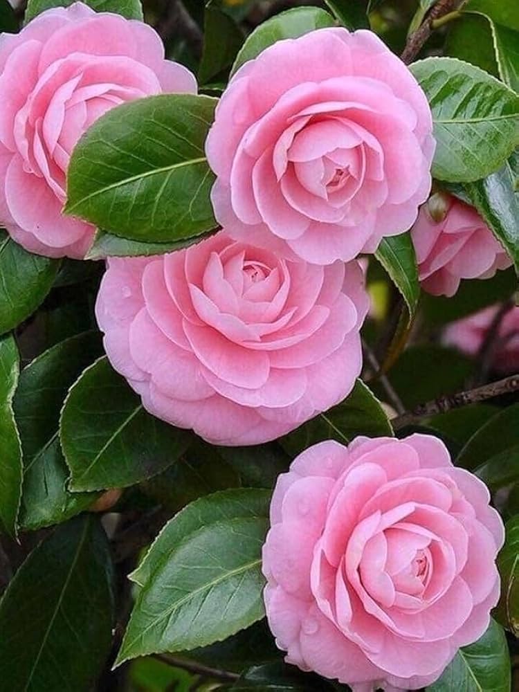 Camellia Japonica Flower seeds for Planting - Fragrant Blossoms, Heirloom & GMO Free Seeds for Home Garden