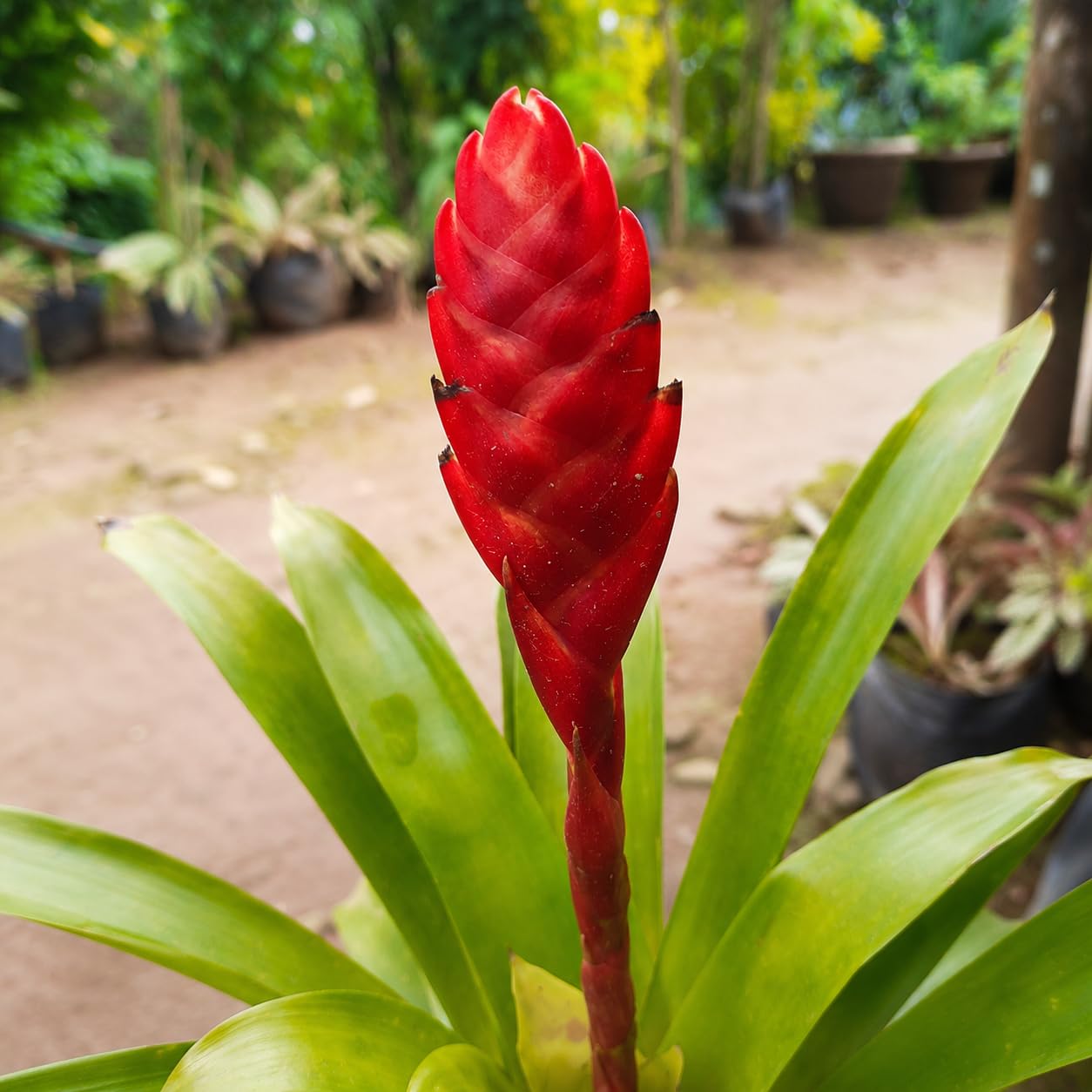 Red Bromeliad Plant Seeds for Colorful Indoor & Outdoor Planting