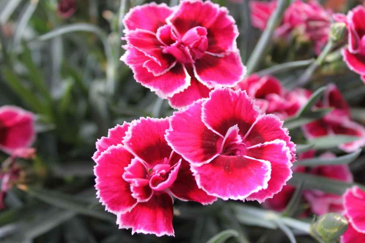Dianthus Flower seeds for Planting - Low Maintenance, Heirloom & GMO Free Seeds for Home Garden
Sale for planting in home garden.
