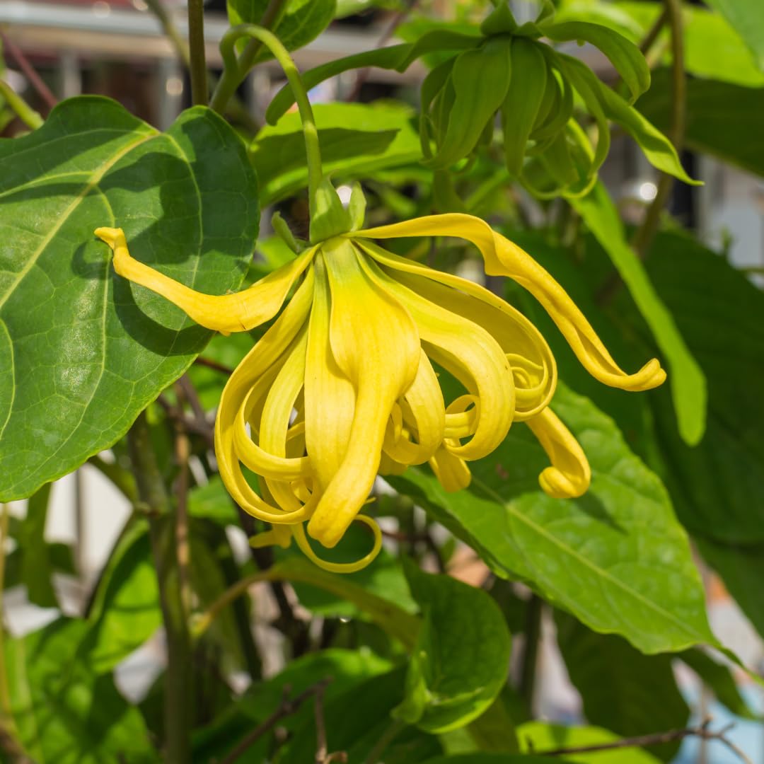 Odorata Flower seeds blooming in flower beds, containers, borders, and pollinator-friendly gardens