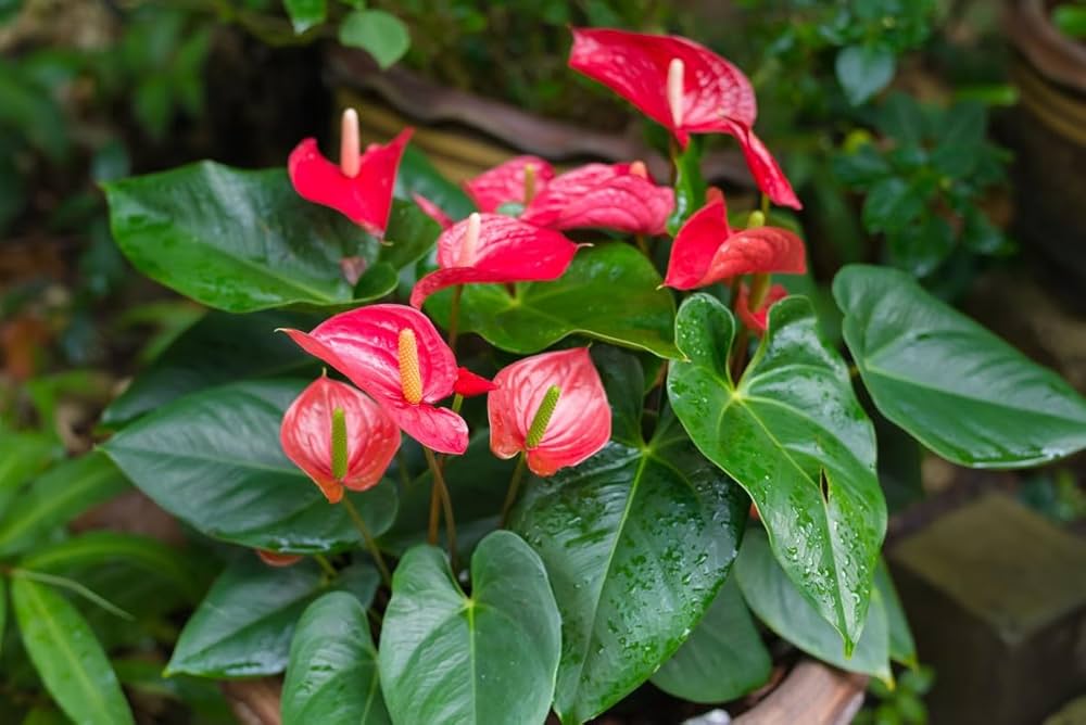 Anthurium Seeds for Easy Planting