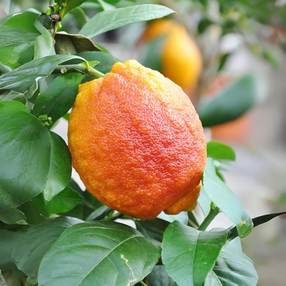 Red Lemon Fruit Seeds for Planting - Dark Red Variety for Your Garden