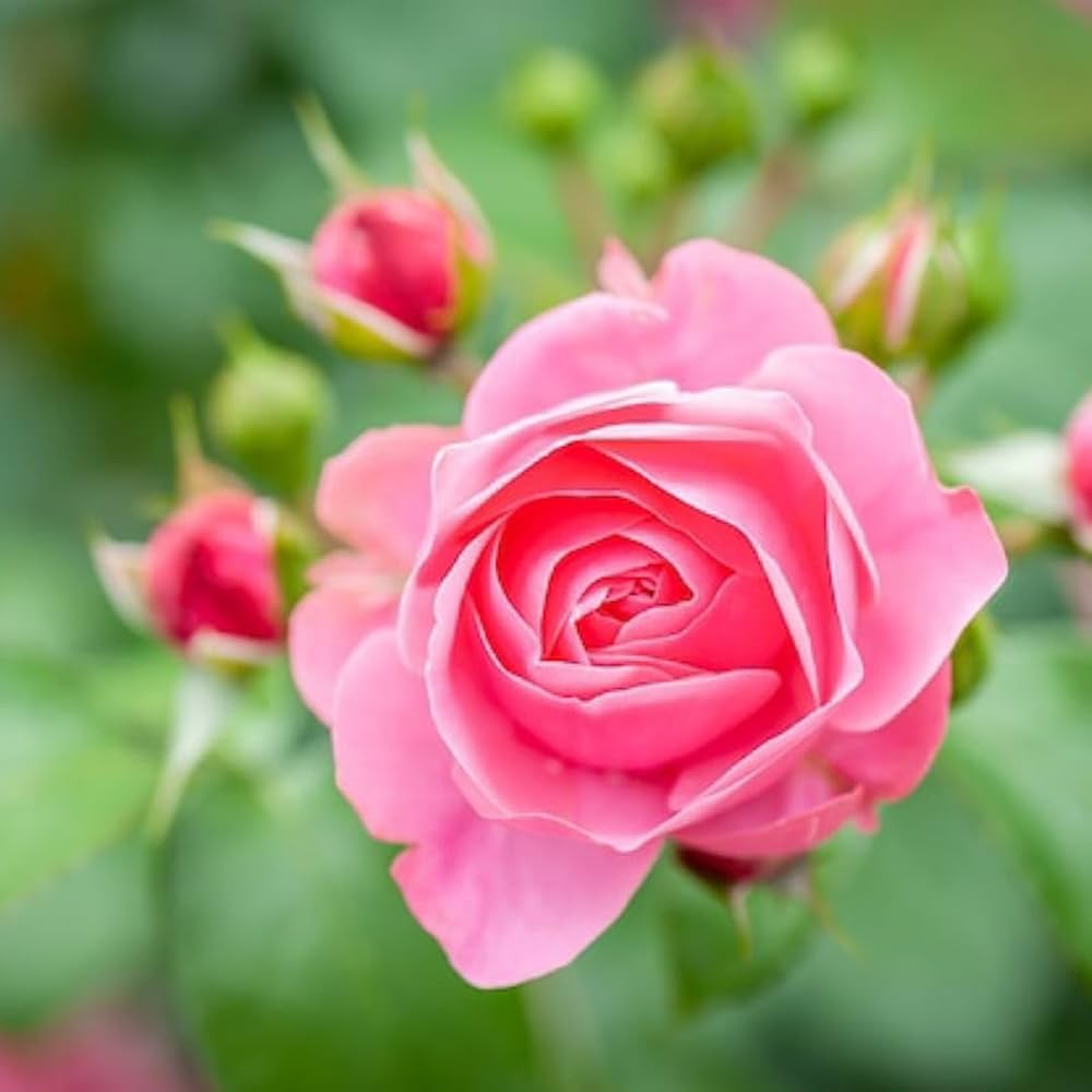 Pink Rose Tree Flower Seeds for Planting – Colorful Display Heirloom & NonGMO Seeds for Home Garden
Sale - Evergrowseeds