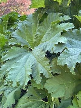 Gunnera Manicata Flower seeds blooming in flower beds, containers, borders, and pollinator-friendly gardens