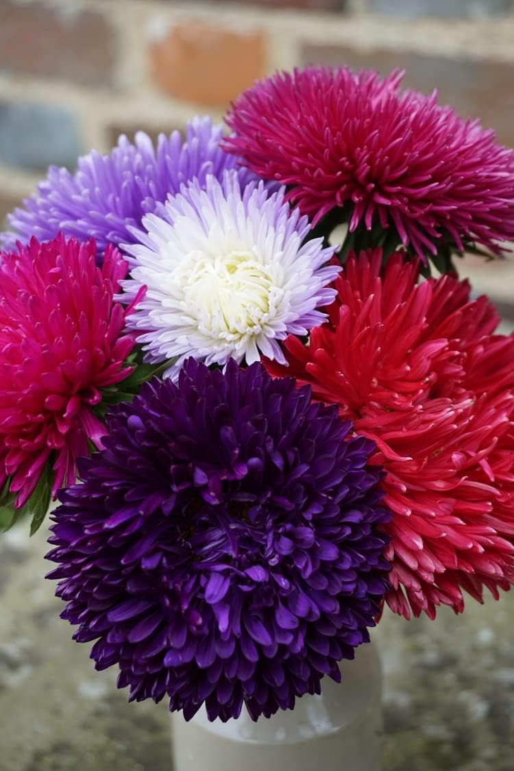 Mixed Callistephus Flower seeds blooming in flower beds, containers, borders, and pollinator-friendly gardens