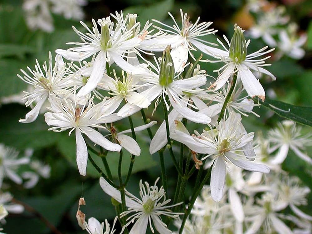 SWEET AUTUMN VINE Clematis terniflora Flower Seeds for Planting in Garden