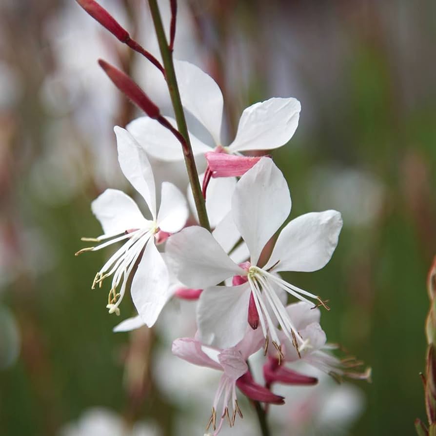 Gaura Seeds for Planting Gaura Lindheimeri flower bed wildflower garden