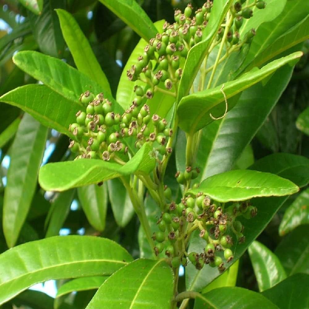 Trinidad Allspice Pimenta dioica Seeds for Planting in Herb Garden