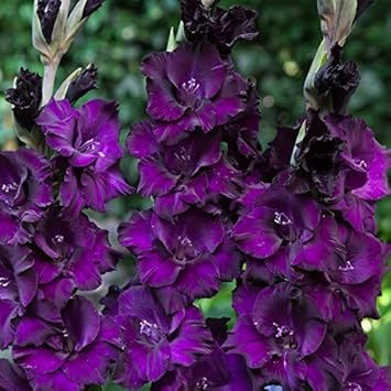Deep Purple Gladiolus Seeds Flower seeds for Planting Pollinator Friendly Heirloom & GMO Free Seeds for Home Garden
Sale for planting in home garden