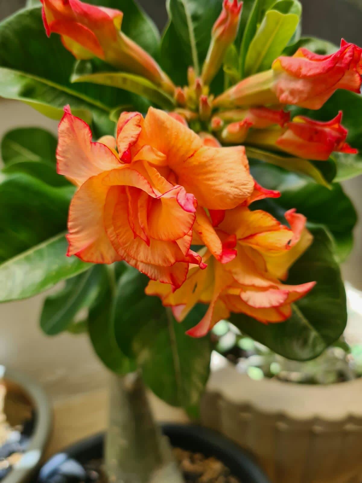 Orange Adenium Flower seeds for Planting - Seasonal Bloomer, Heirloom & GMO Free Seeds for Home Garden
