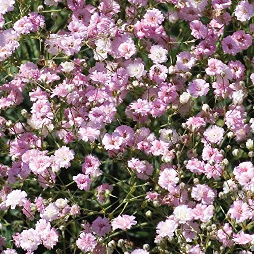 Pink Gypsophila Flower seeds for Planting - Premium Quality, Heirloom & GMO Free Seeds for Home Garden