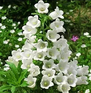 Pure White Heirloom Campanula "Canterbury Bells" Seeds for Elegant White Bells growing in home gardens, containers, raised beds, and outdoor landscapes