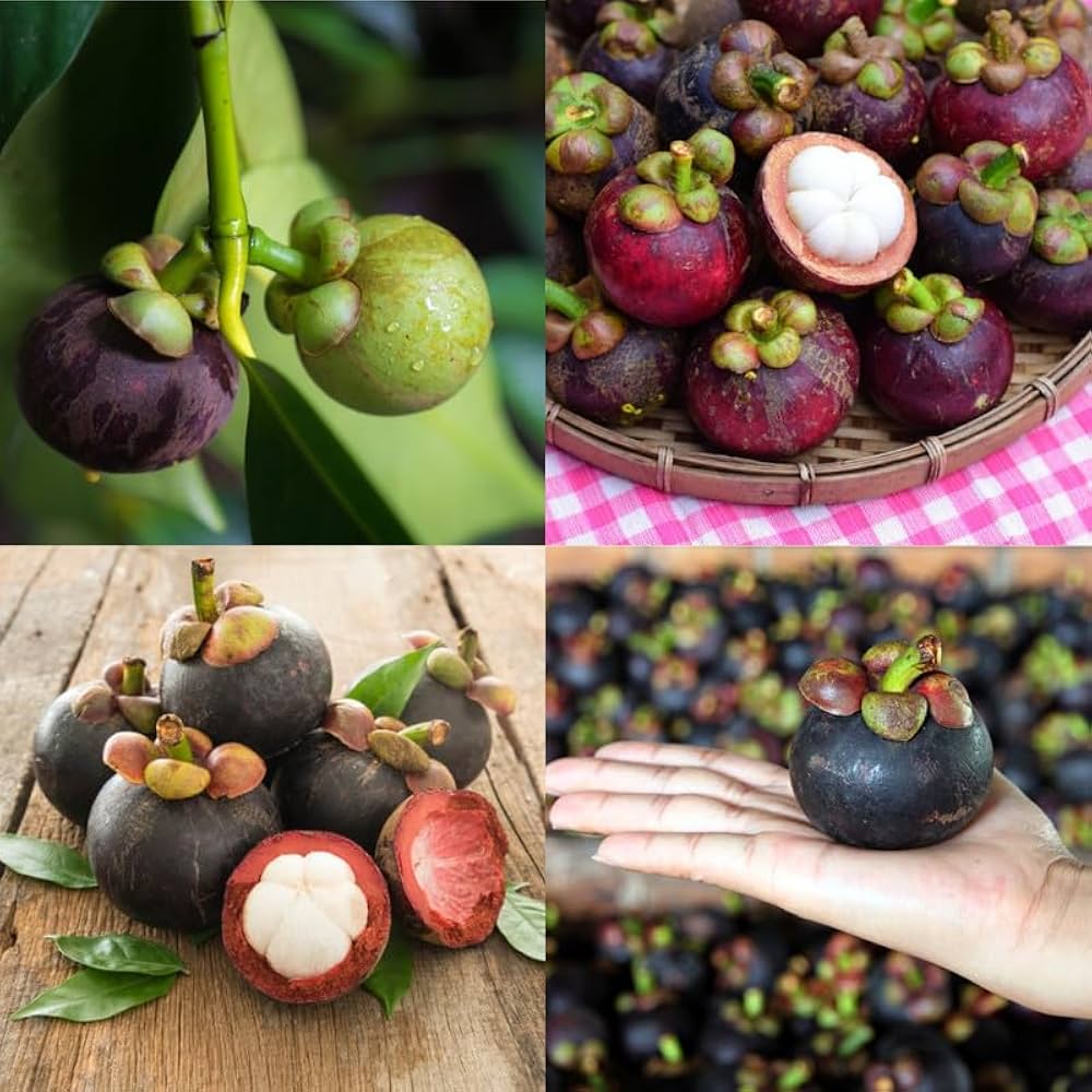 Mangosteen Seeds for Planting - Exotic Fruit Seeds for Home Garden