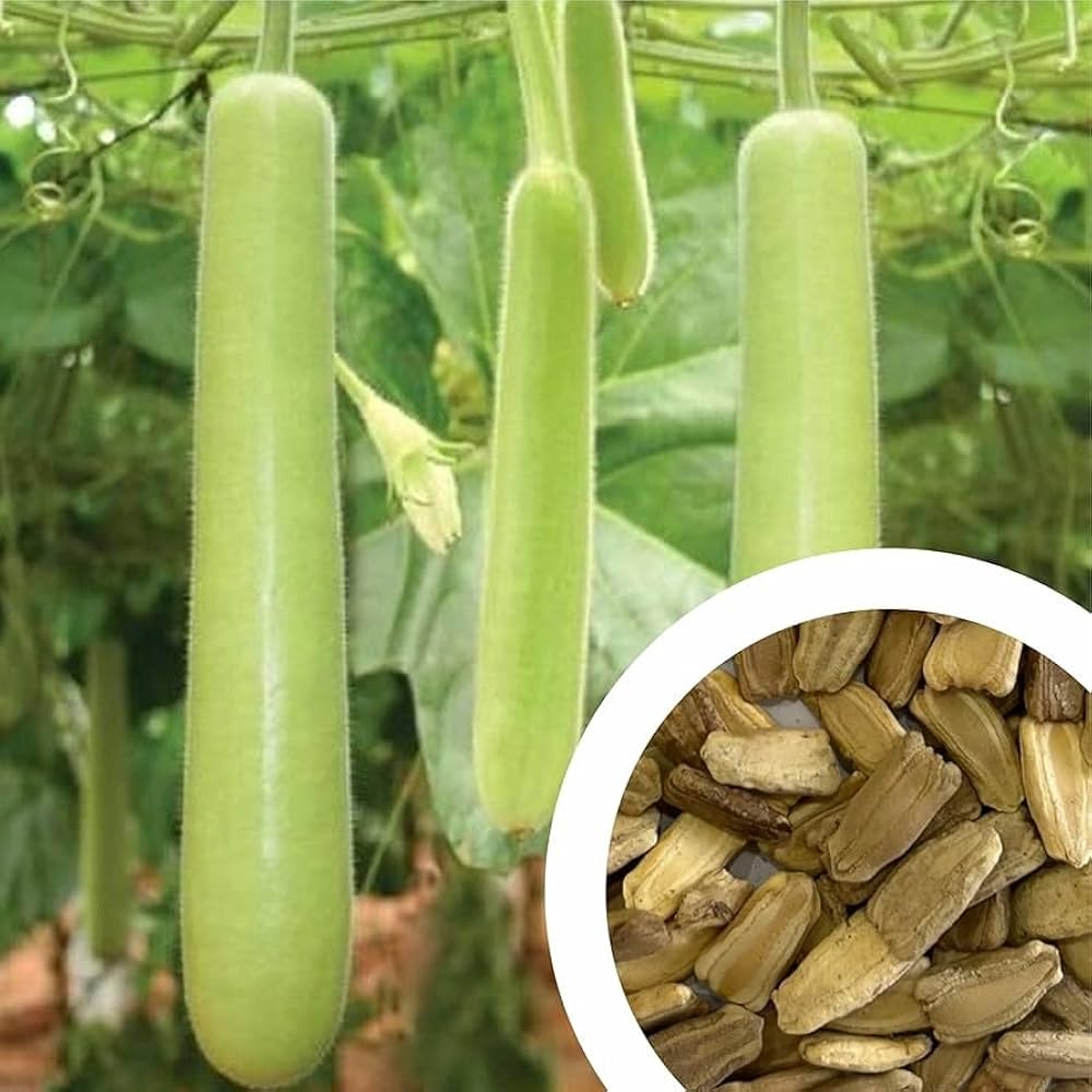 Bottle Gourd Lagenaria siceraria Vegetable Seeds for Planting