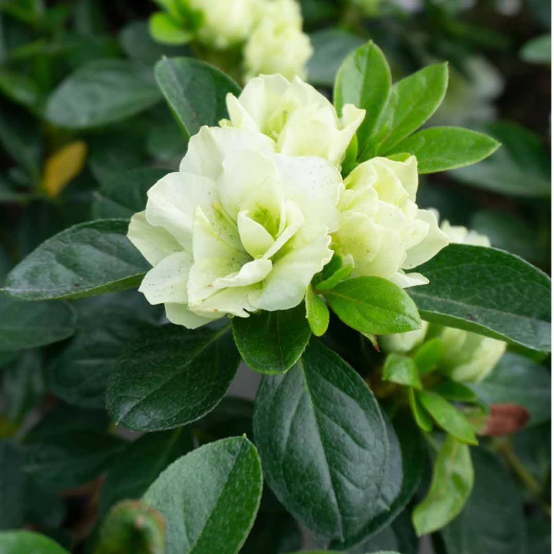 Green Rhododendron Azalea Flower Seeds for Planting Hardy Variety Heirloom & GMO Free Seeds for Home Garden
Sale