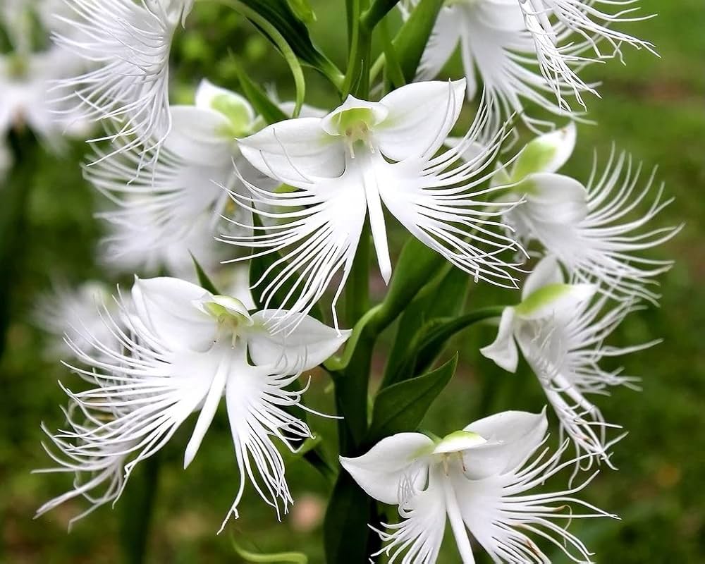 Dove Orchid Flower seeds for Planting - Compact Growth, Heirloom & GMO Free Seeds for Home Garden