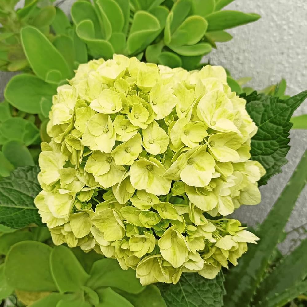 Hydrangea macrophylla Green Cloud Flower seeds blooming in flower beds, containers, borders, and pollinator-friendly gardens