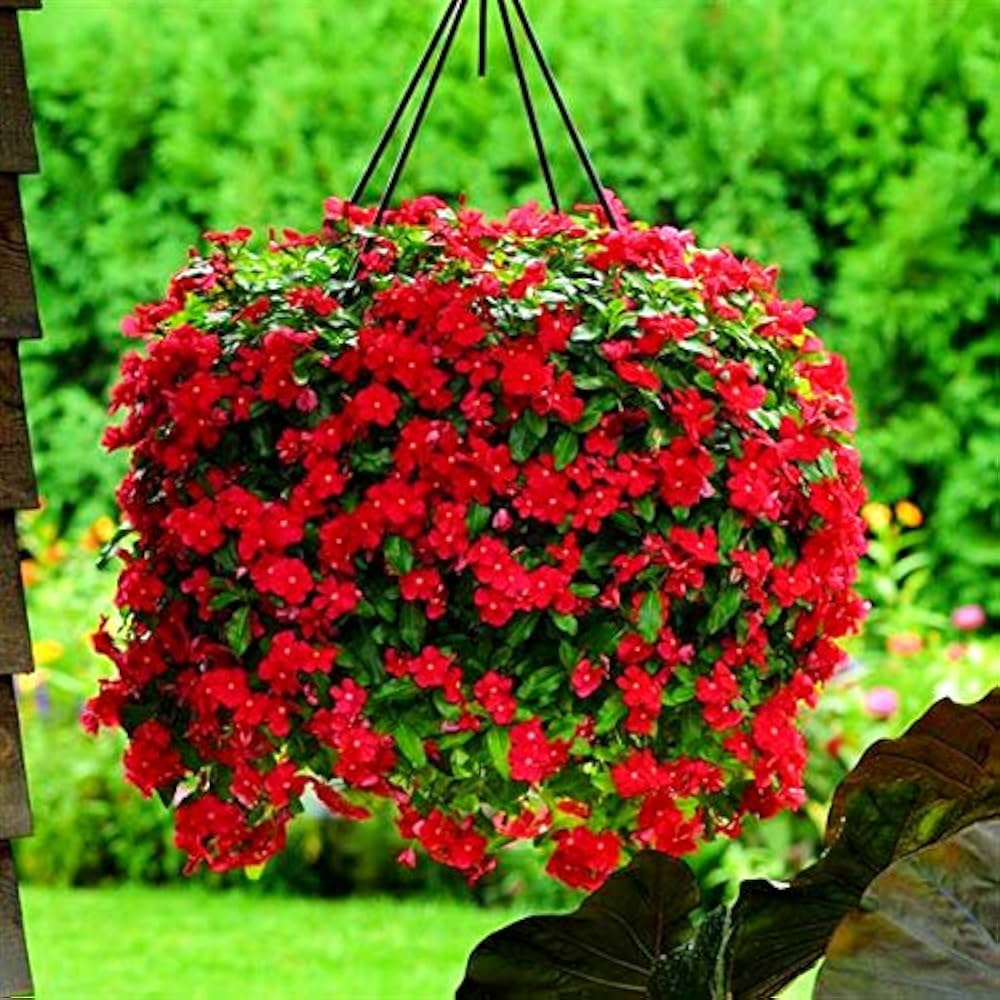 Pervinca Dark Red Flower Seeds for Ground Cover Blooms