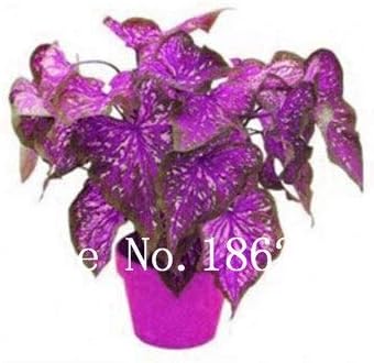 Caladium Leaf Purple Seeds for Planting 100 pcs - Evergrowseeds