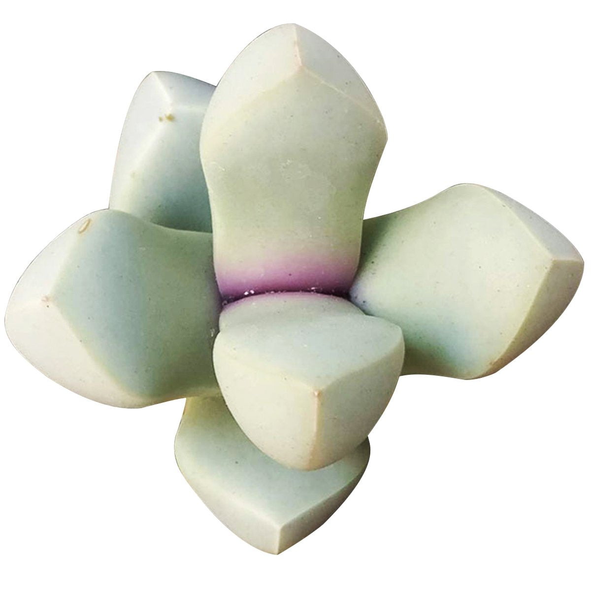 Lapidaria Margaretae Seeds for Planting Lapidaria margaretae for succulent gardens and rock gardens