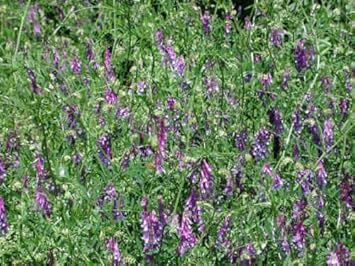 Blue Vetch Flower seeds for Planting - Shade Tolerant, Heirloom & GMO Free Seeds for Home Garden
Sale for planting in home garden.