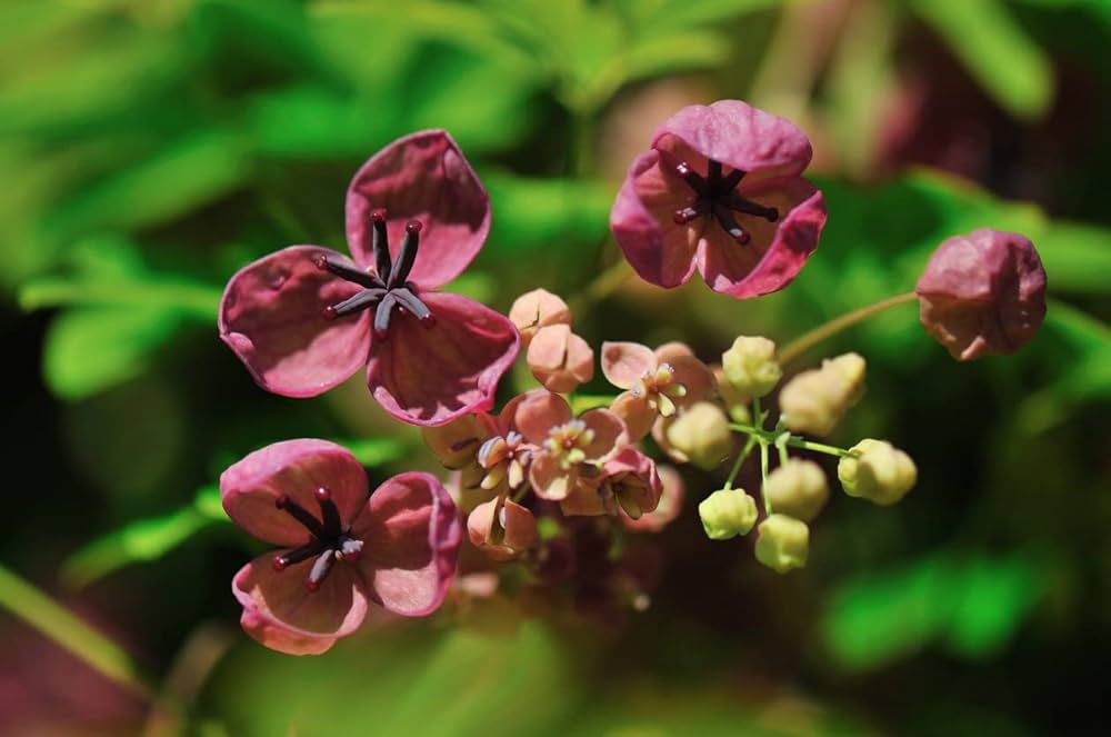 Akebia Flower seeds for Planting - Vibrant Colors, Heirloom & GMO Free Seeds for Home Garden