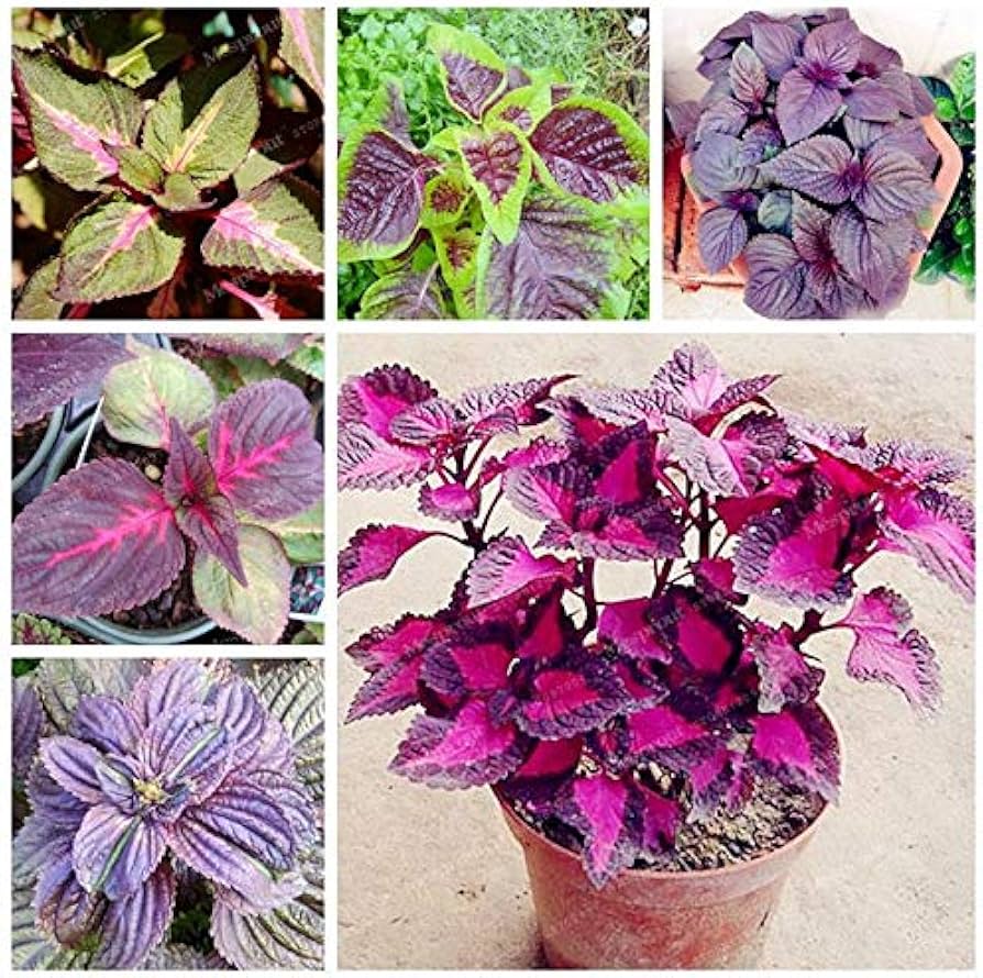 Japanese Perilla Frutescens Seeds, Double Color, Bonsai Garden Supplies