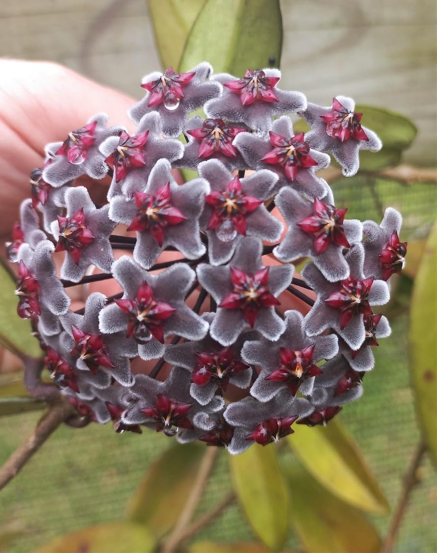MultiColored Hoya Flower Seeds blooming in flower beds, containers, borders, and pollinator-friendly gardens