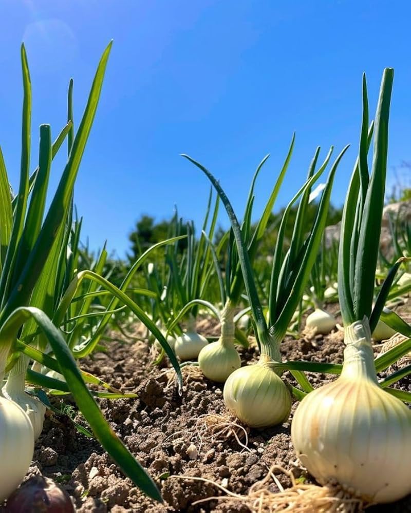 Scallion Vegetable Seeds Perfect for Planting