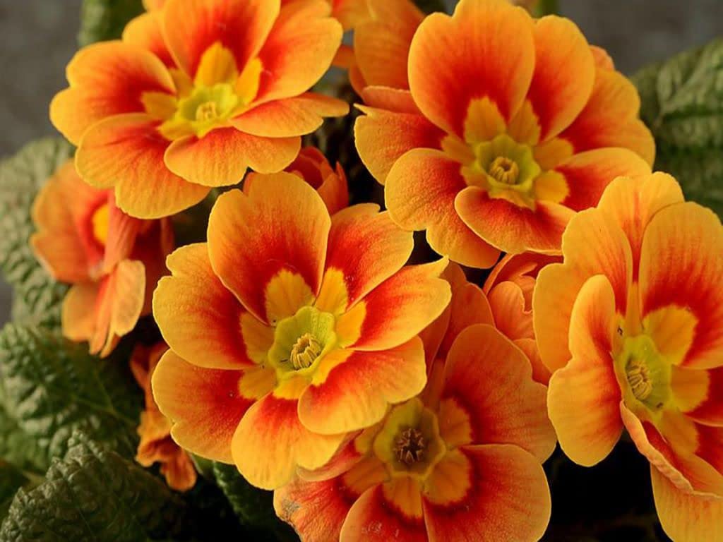 Primula Malacoides Flower seeds for Planting - Colorful Display, Heirloom & GMO Free Seeds for Home Garden