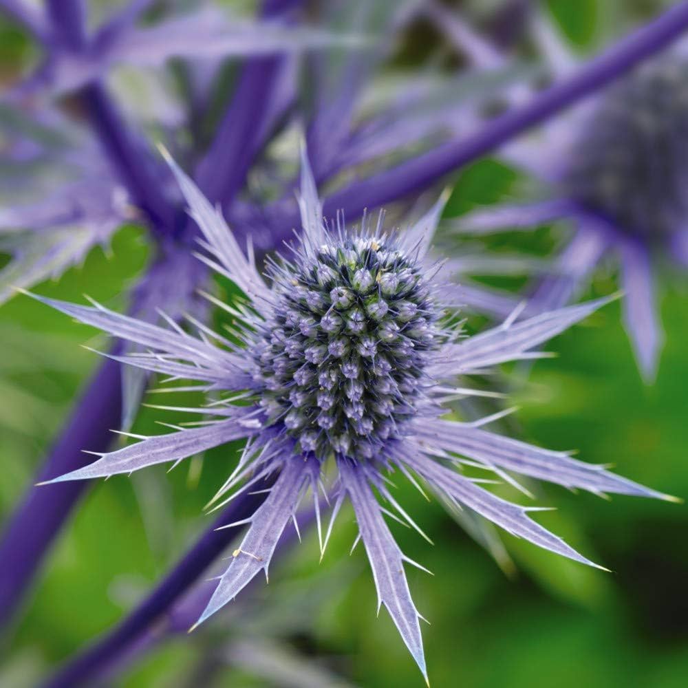 Eryngium Seeds for Planting Eryngium planum for flower beds and coastal gardens