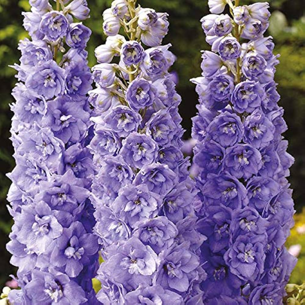 Lila Delphinium Mix Samen for Planting flower bed