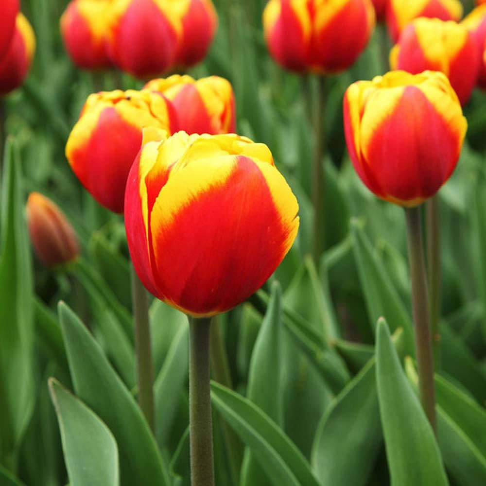 Tulip Yellow Red Flower seeds for Planting - Premium Quality, Heirloom & GMO Free Seeds for Home Garden