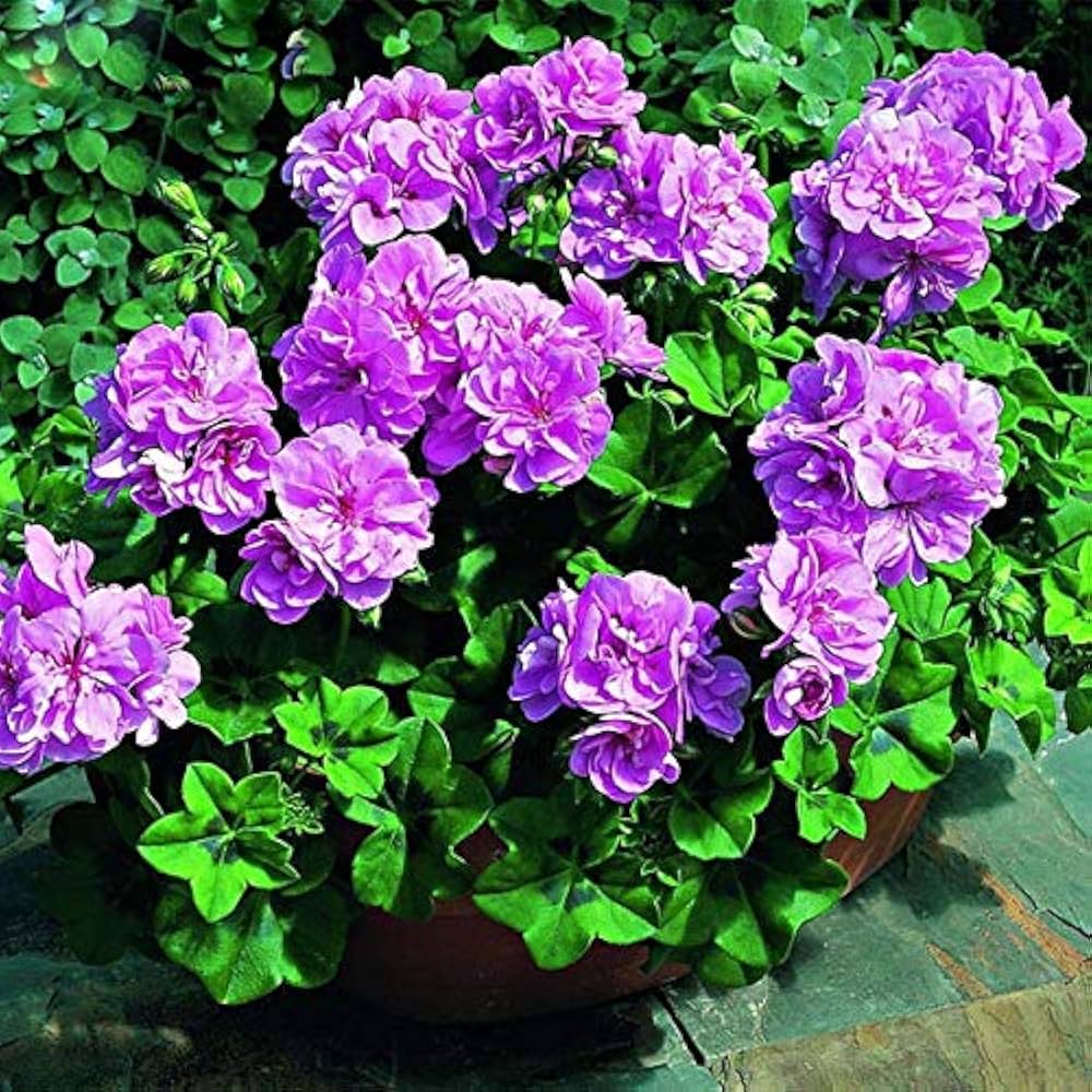 Purple Univalve Geranium Pelargonium for planting in flower bed