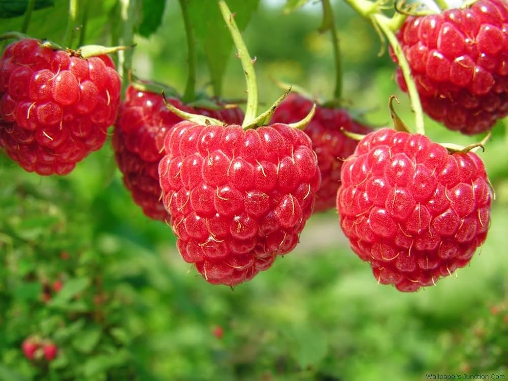 Raspberry Plant Seeds Rubus idaeus for Planting in Home Garden