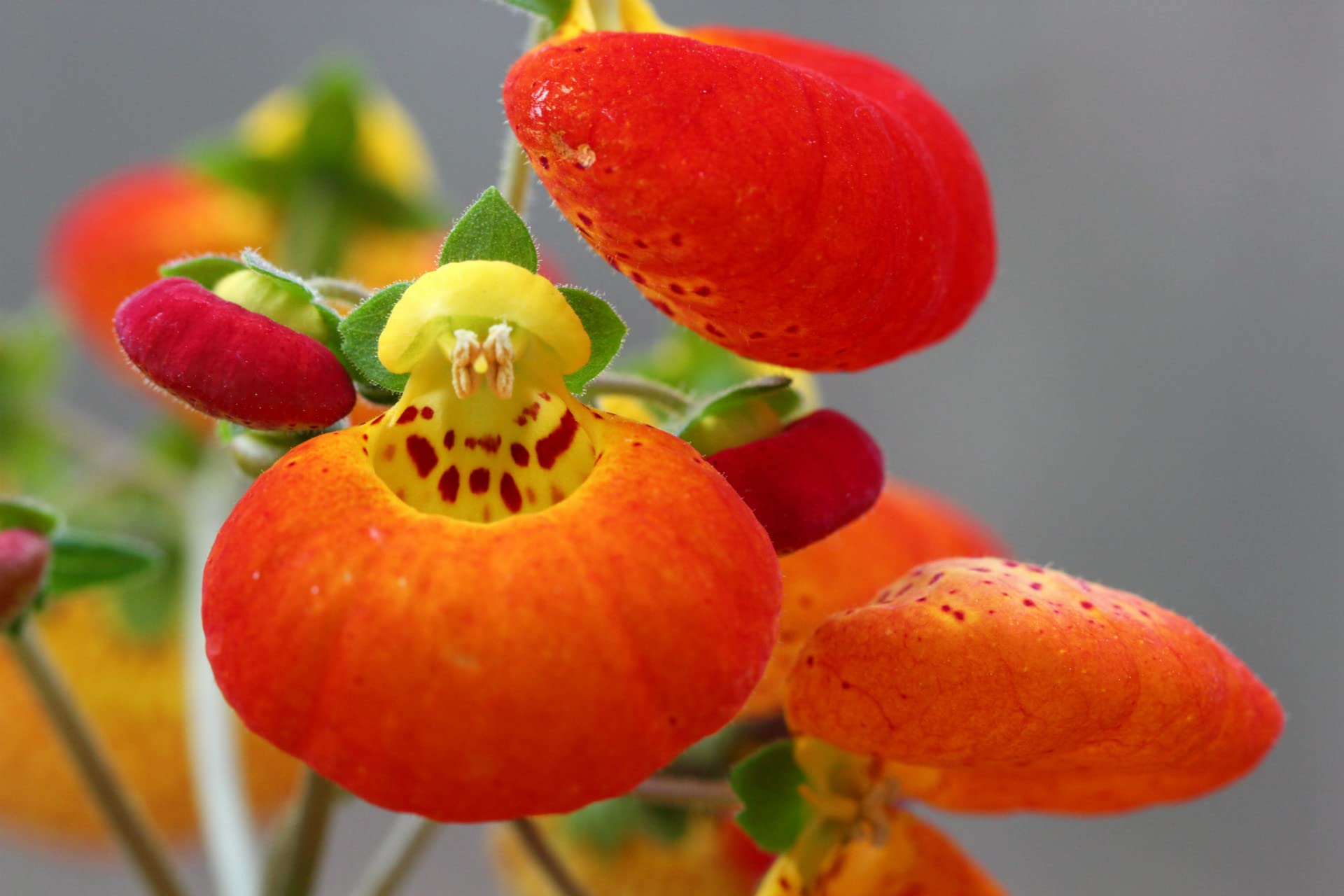 Yellow Red Calceolaria Flower seeds for Planting - Colorful Display, Heirloom & GMO Free Seeds for Home Garden